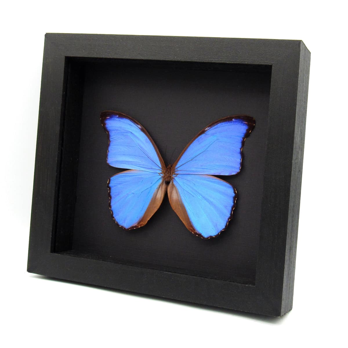 Real Giant Blue Morpho butterfly framed taxidermy - Morpho godarti