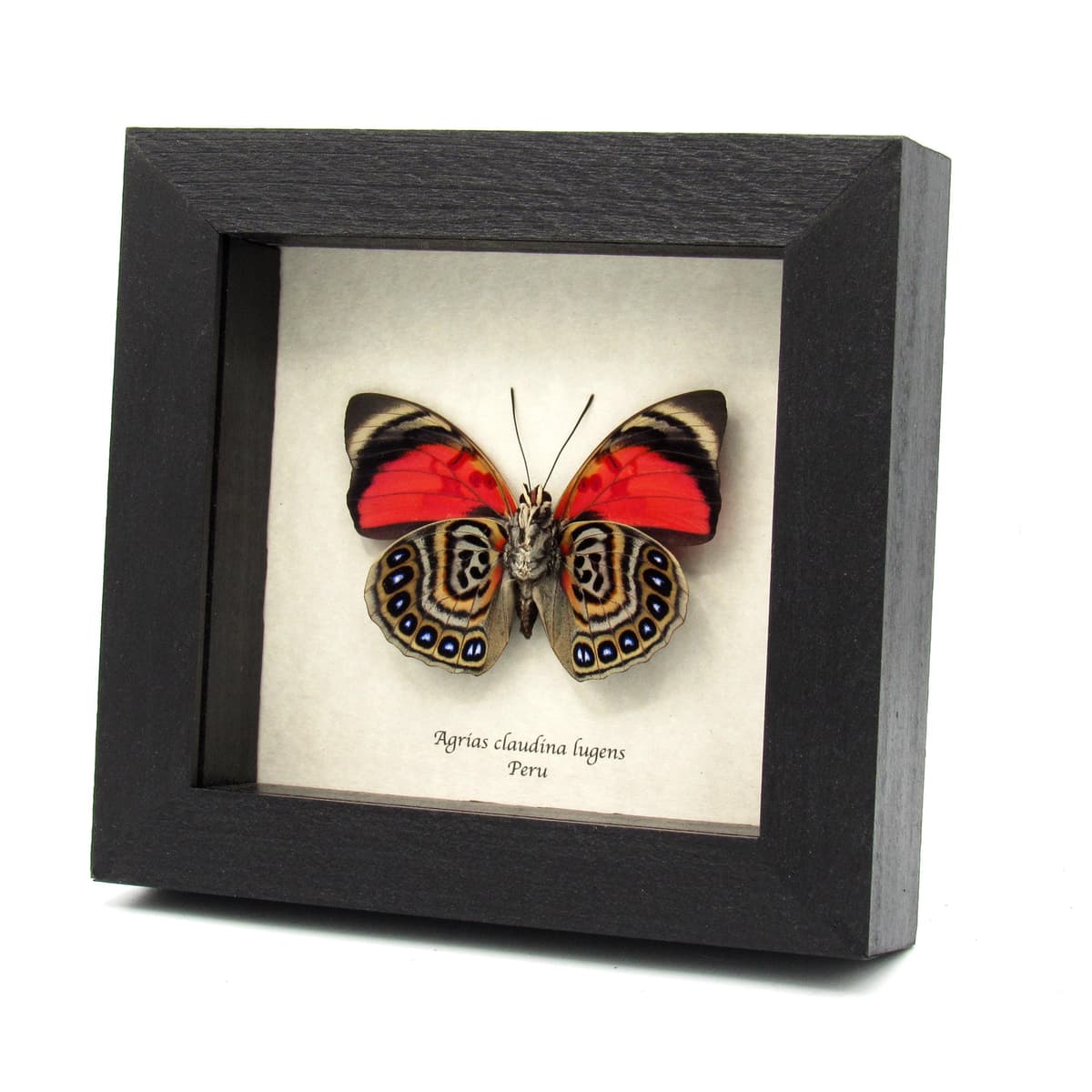 Real red butterfly framed taxidermy - Agrias claudina lugens
