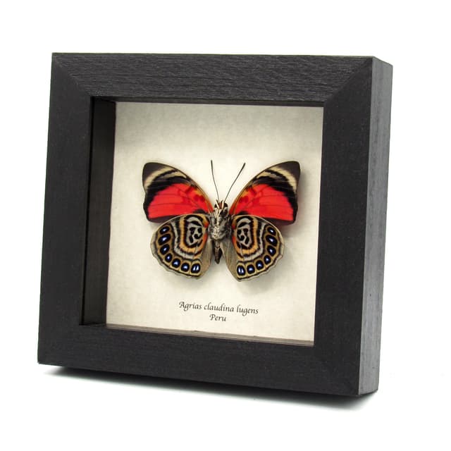 Real red butterfly framed taxidermy - Agrias claudina lugens