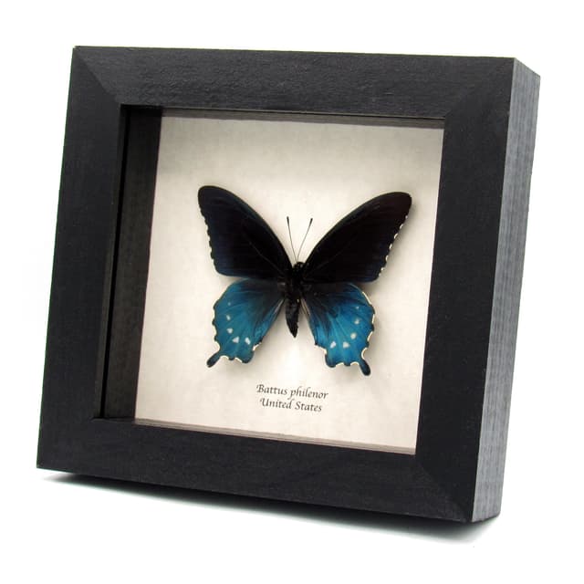Real metallic Pipevine swallowtail framed taxidermy - Battus philenor