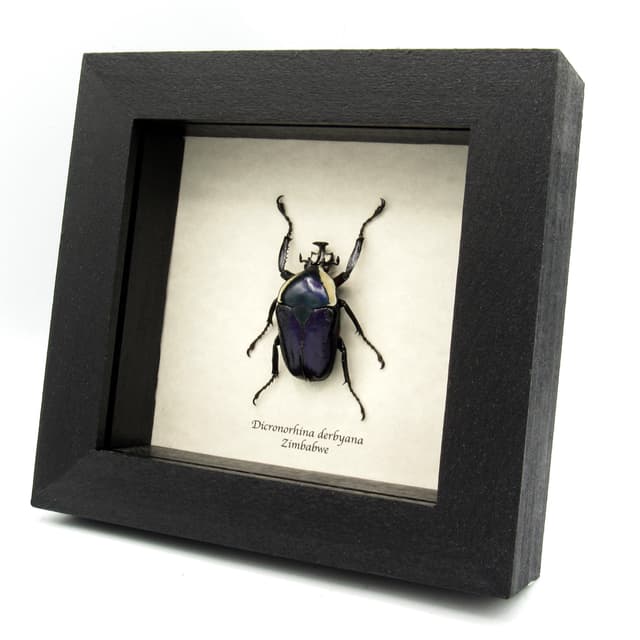 Real Scarab beetle framed taxidermy - Dicronorhina derbyana - purple form