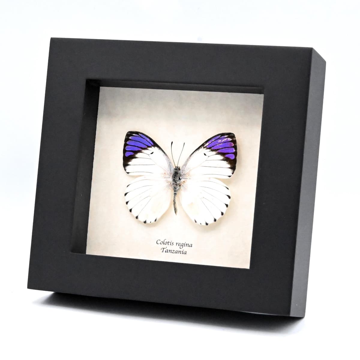 Real Purple Tip butterfly framed taxidermy - Colotis regina