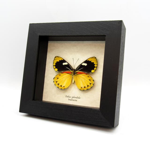 Real large yellow Delias butterfly framed taxidermy - Delias splendida - female