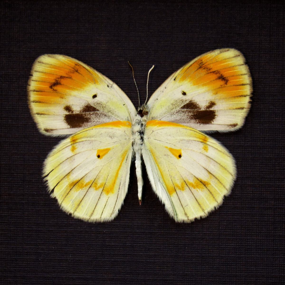 Real Orange Tip butterfly framed taxidermy - Colotis antivippe zera - female