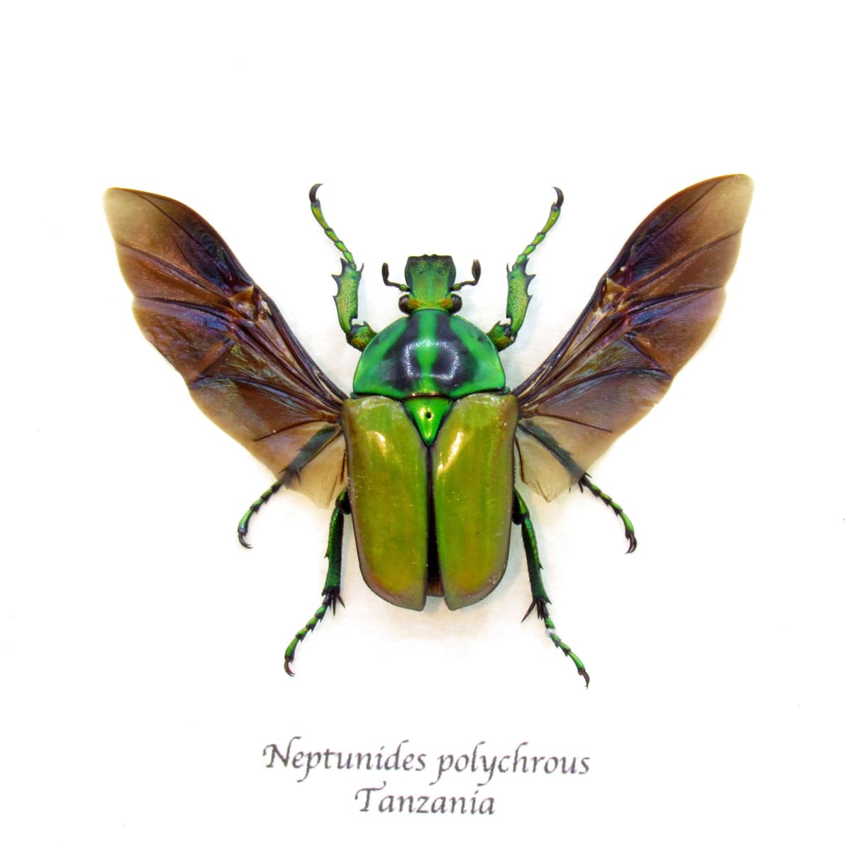Real multicolored Scarab beetle framed taxidermy - Neptunides polychrous - female