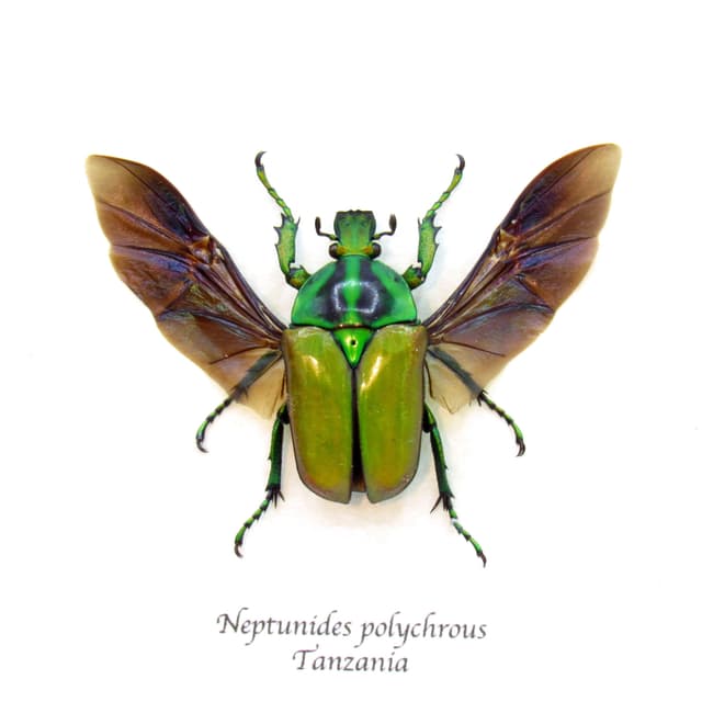Real multicolored Scarab beetle framed taxidermy - Neptunides polychrous - female