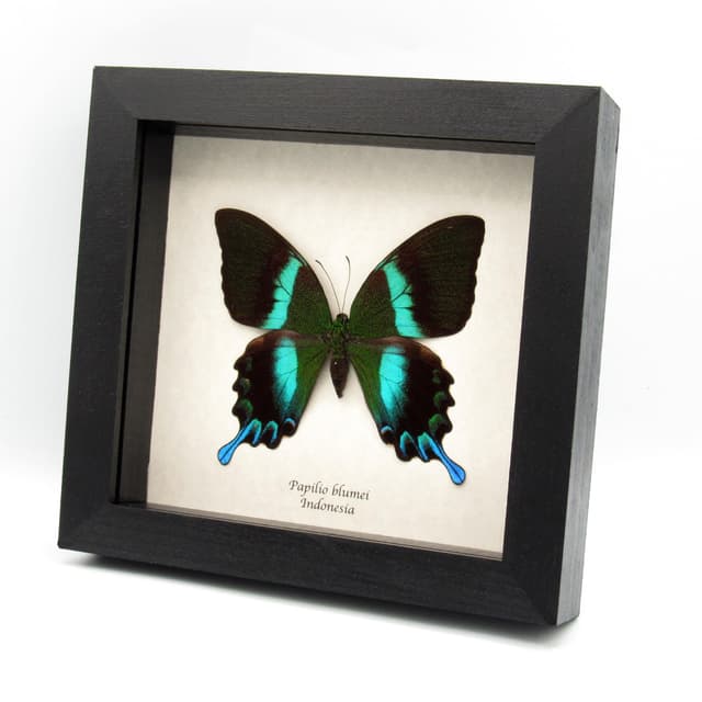 XL female Peacock Swallowtail butterfly framed taxidermy - Papilio blumei