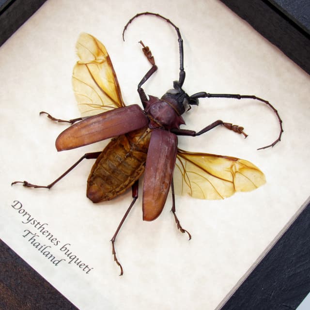 Real large framed Longhorn beetle taxidermy - Dorysthenes buqueti