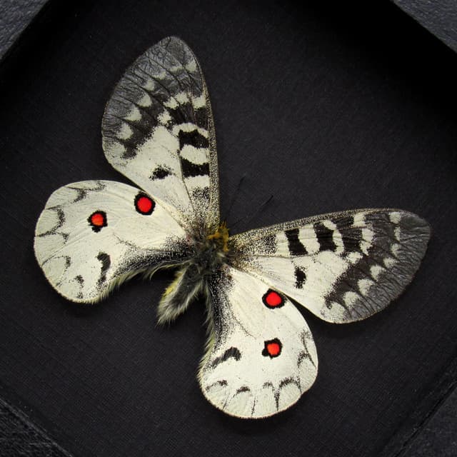 Real White Apollo butterfly framed taxidermy - Parnassius clodius pseudogallatinus - female