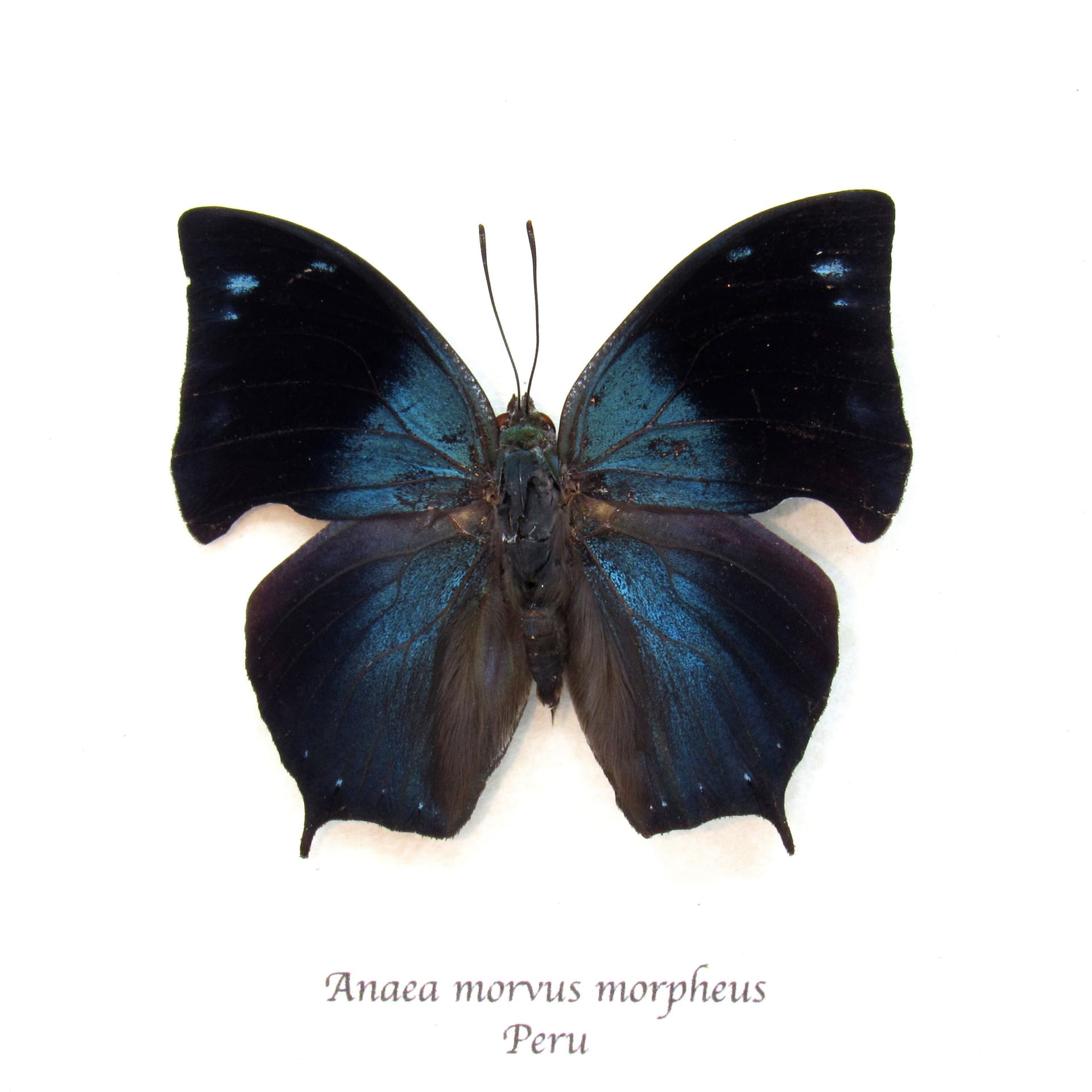 Real blue butterfly framed taxidermy - Anaea morvus morpheus