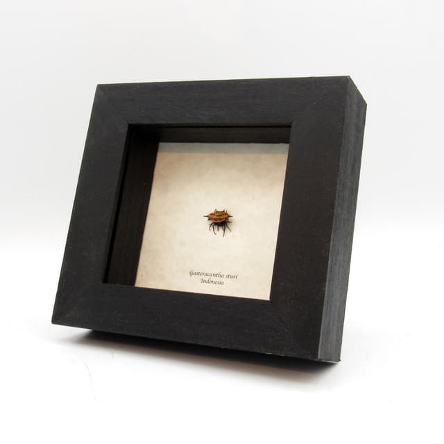 Real tiny Orb Weever Spider framed - Gasteracantha sturi