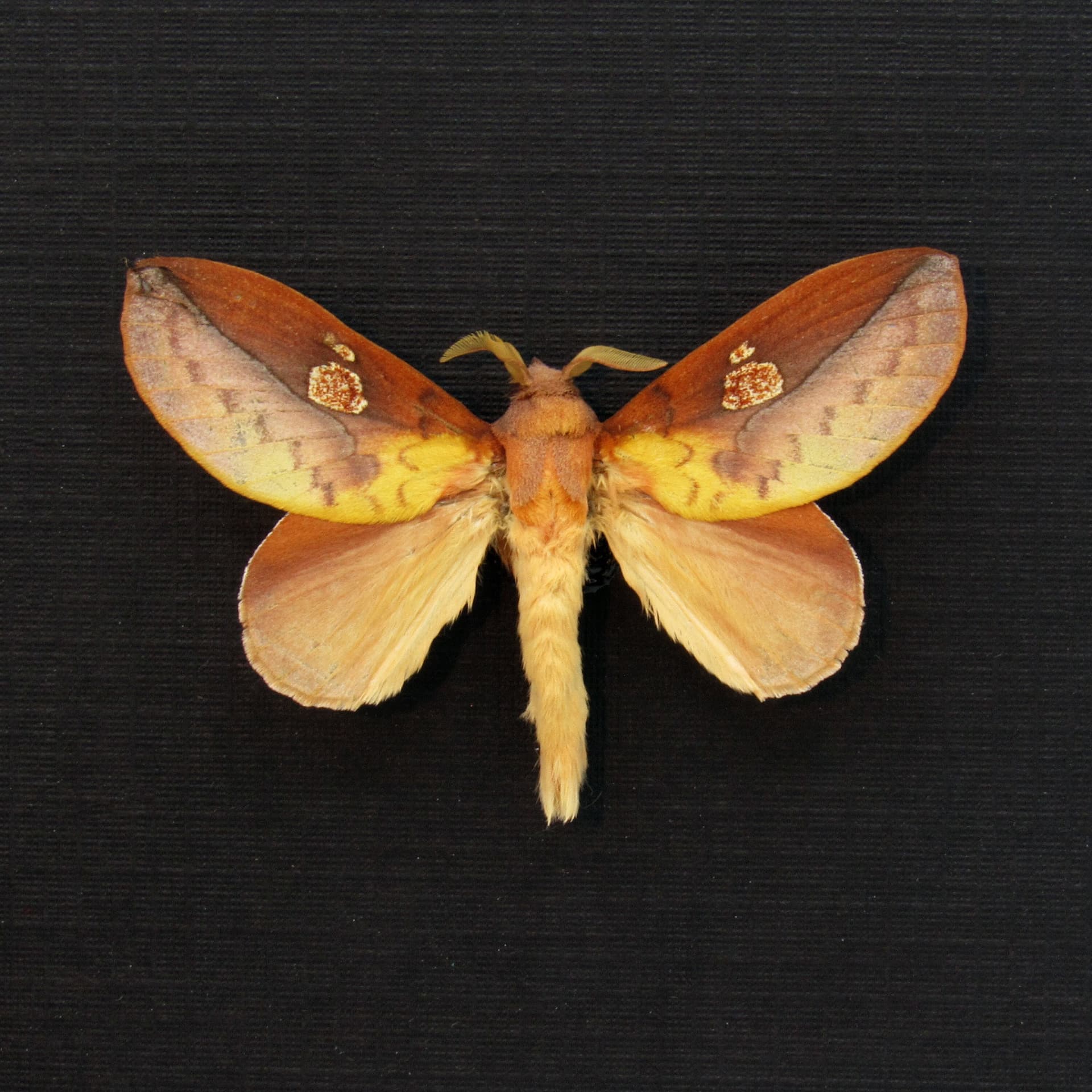 Real Leaf Mimic Snouth moth framed taxidermy - Euthrix laeta