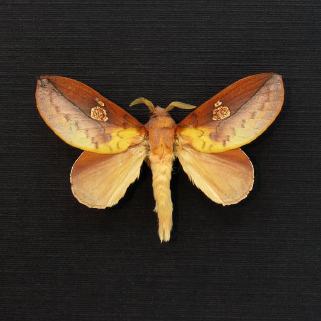 Real Leaf Mimic Snouth moth framed taxidermy - Euthrix laeta