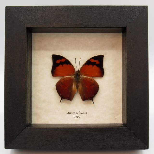 Real butterfly framed taxidermy - Anaea tehuana