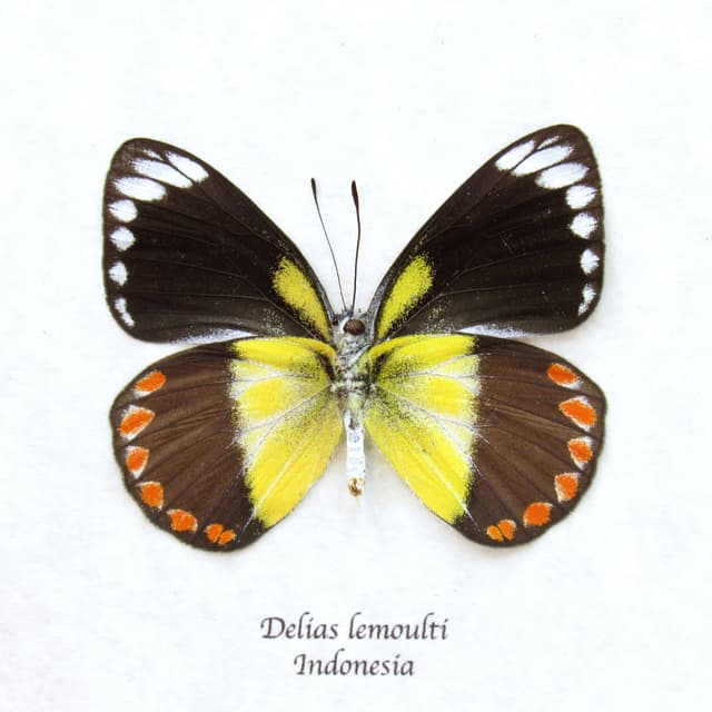 Rare yellow Delias butterfly framed taxidermy - Delias lemoulti - female