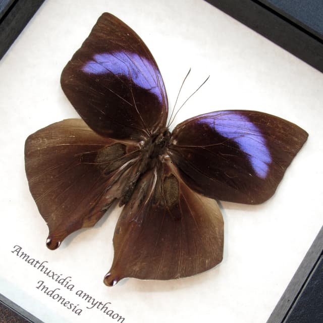 Real large purple Koh-i-noor butterfly framed taxidermy - Amathuxidia amythaon