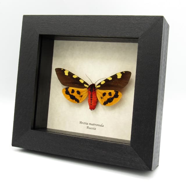 Real Giant Tiger moth framed taxidermy - Arctia matronula