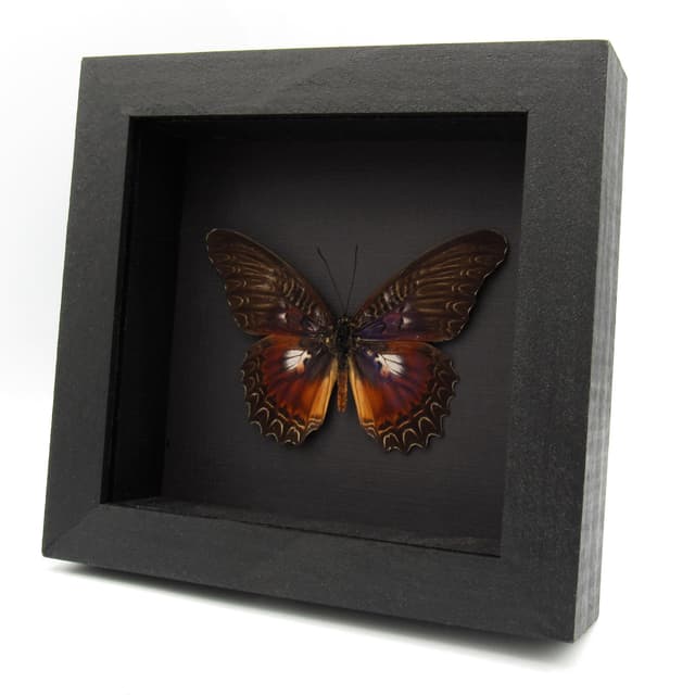 Real Violet Lacewing butterfly framed taxidermy - Cethosia myrina sarnada