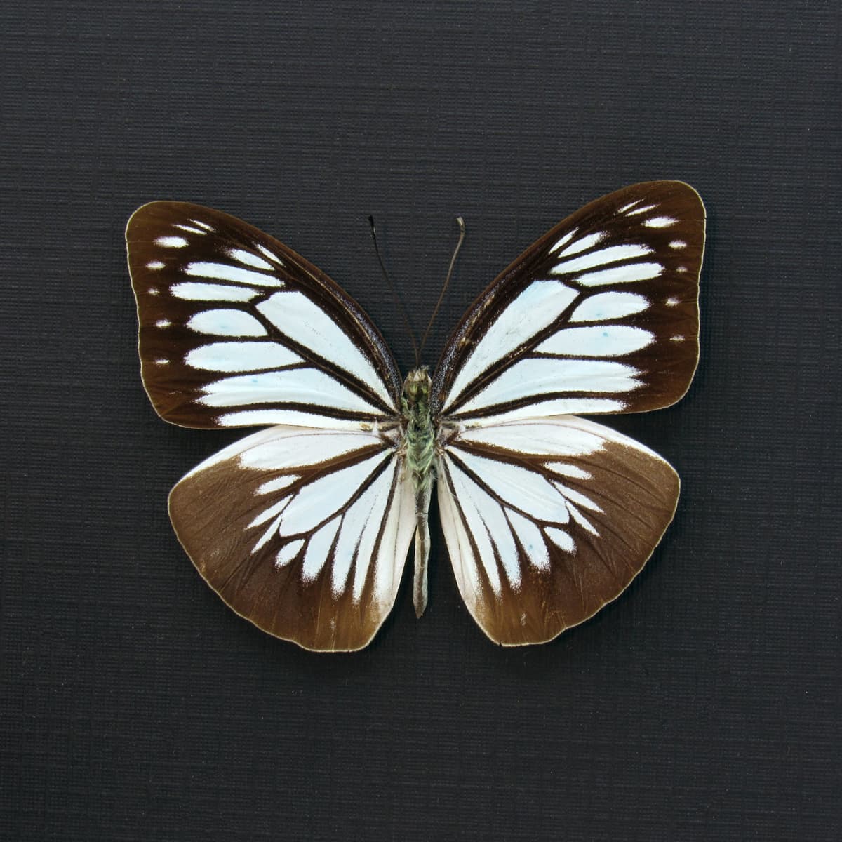 Real pale blue butterfly framed taxidermy - Pareronia boebera