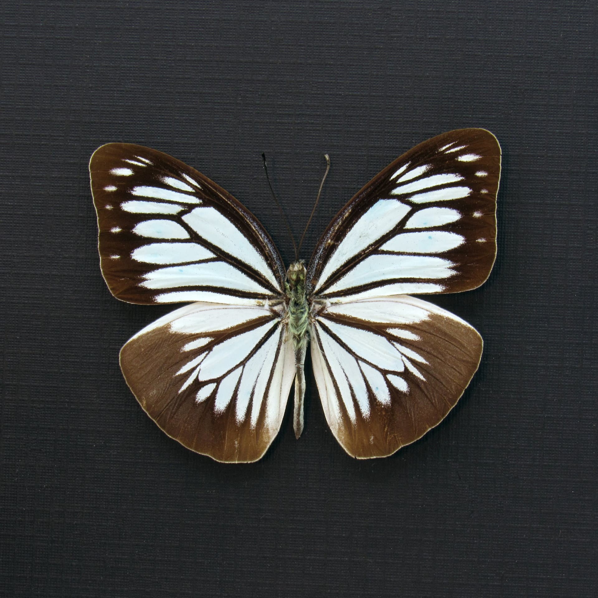 Real pale blue butterfly framed taxidermy - Pareronia boebera