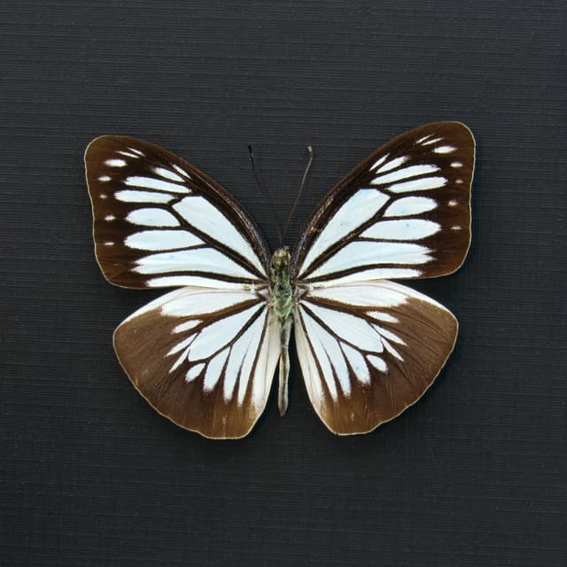 Real pale blue butterfly framed taxidermy - Pareronia boebera