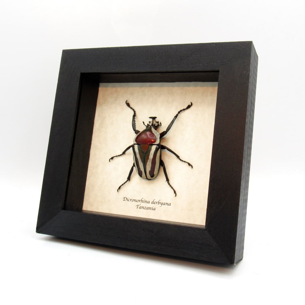Large red and green metallic scarab beetle framed taxidermy - Dicronorhina derbyana