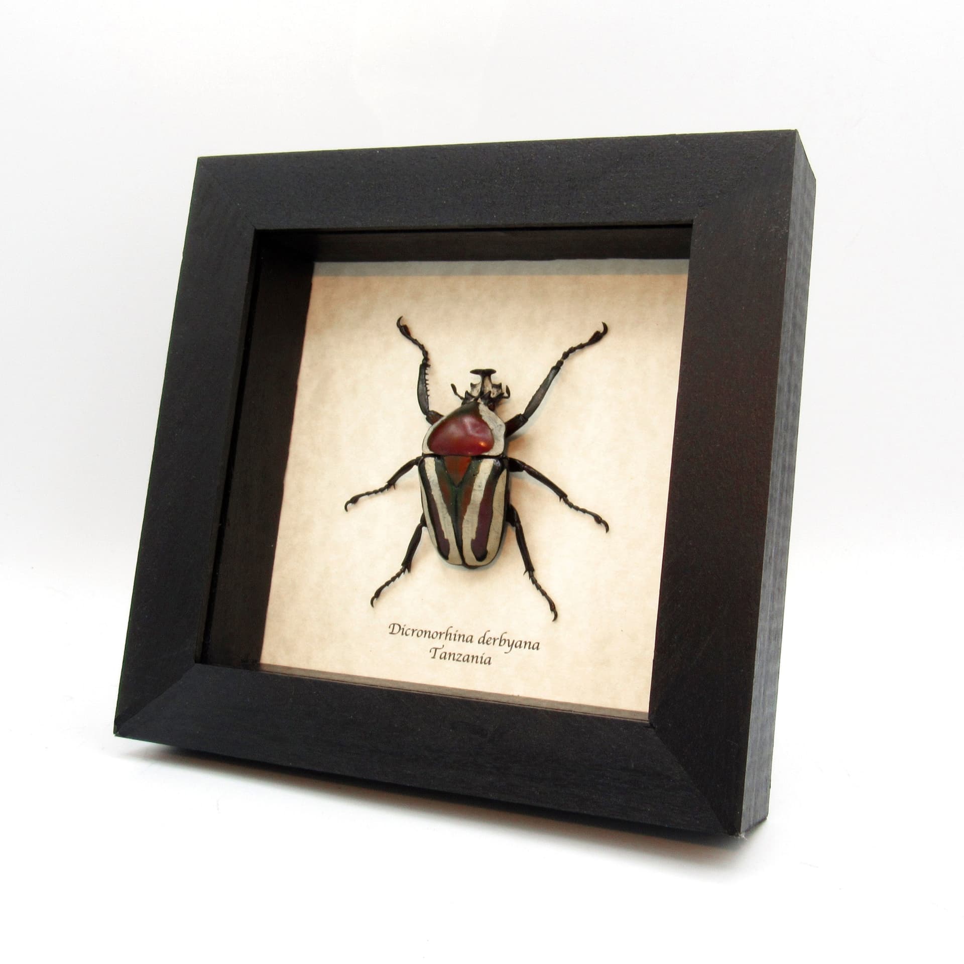 Large red and green metallic scarab beetle framed taxidermy - Dicronorhina derbyana