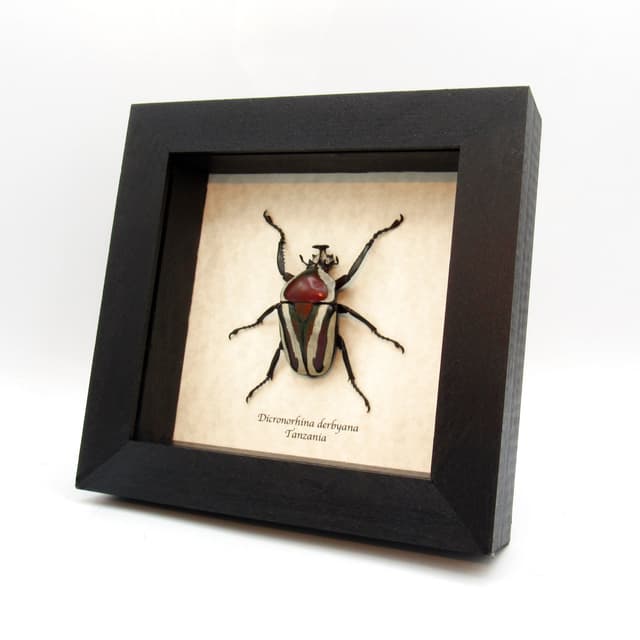 Large red and green metallic scarab beetle framed taxidermy - Dicronorhina derbyana