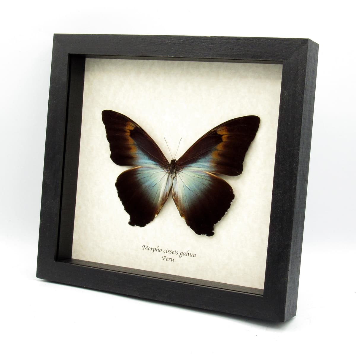 Real XL framed Morpho butterfly taxidermy - Morpho cisseis gahua
