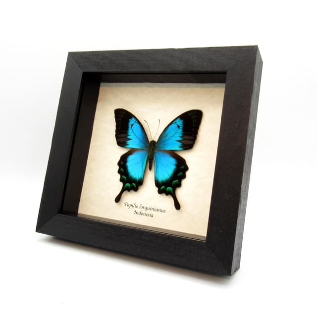 Real framed taxidermy Sea Green Swallowtail butterfly - Papilio lorquinianus