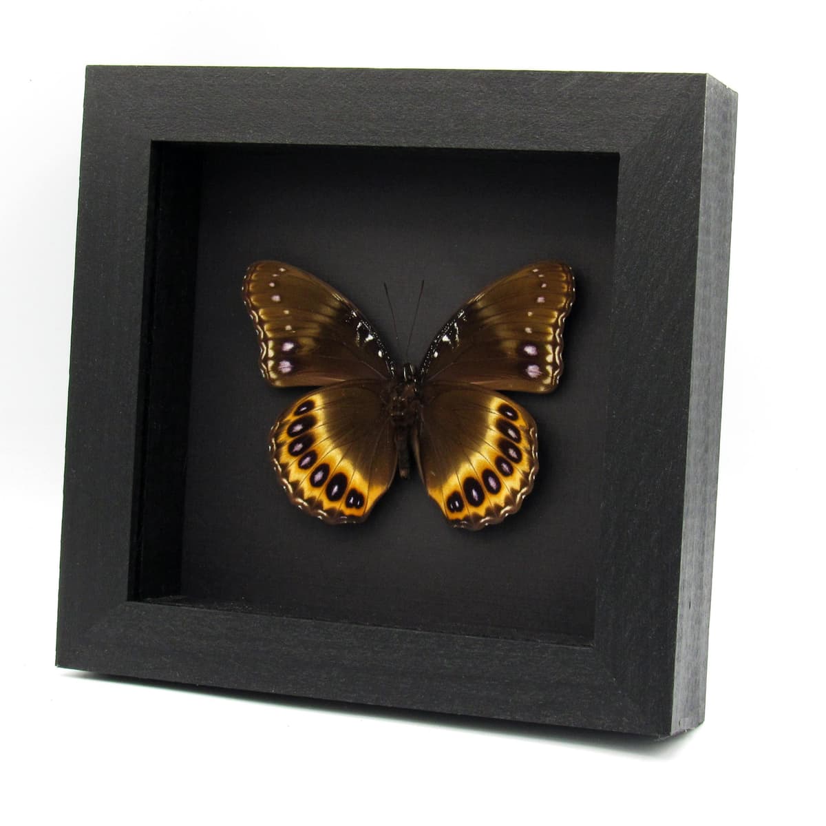 Real purple butterfly framed taxidermy - Hypolimnas pandarus
