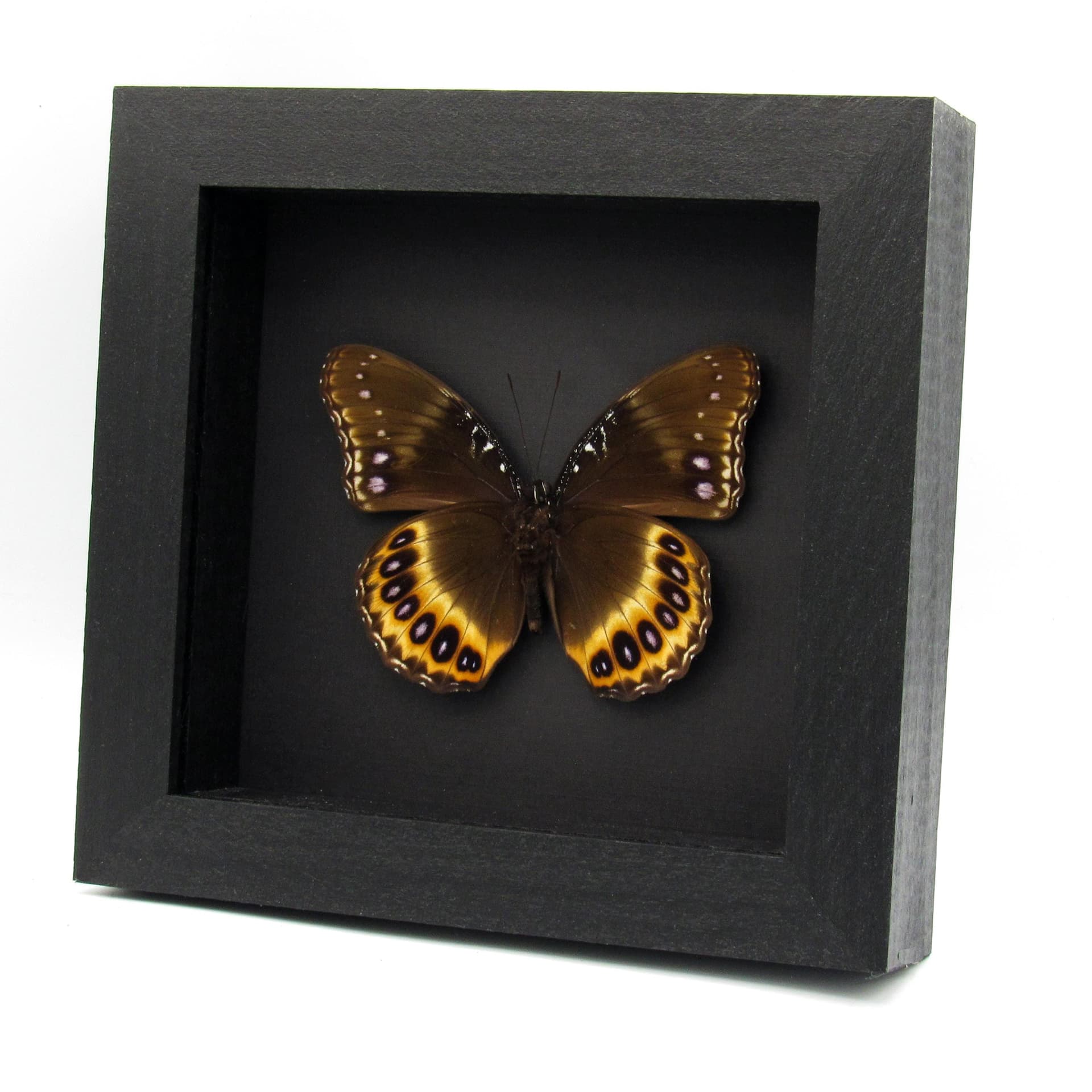 Real purple butterfly framed taxidermy - Hypolimnas pandarus