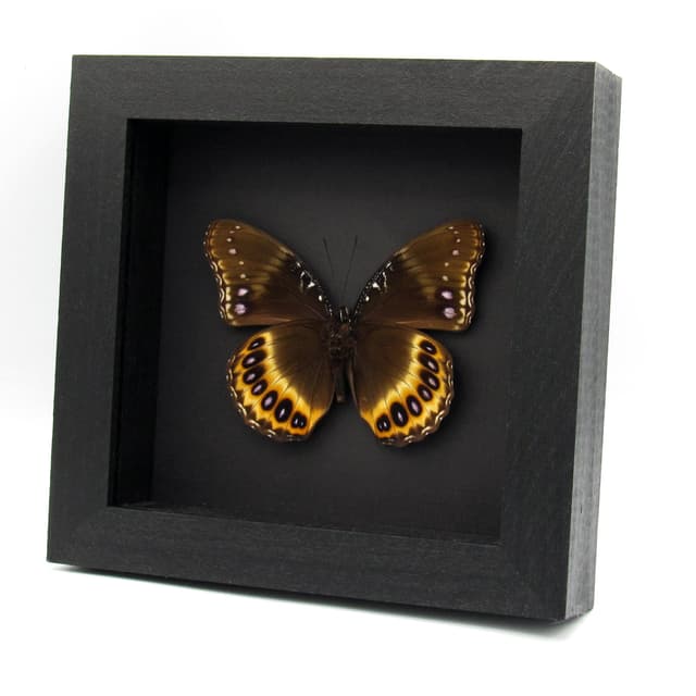 Real purple butterfly framed taxidermy - Hypolimnas pandarus