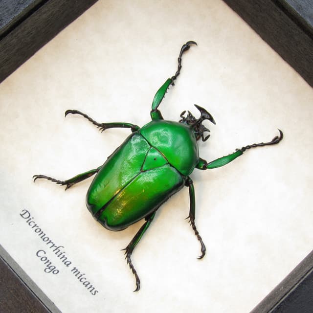 Large African Scarab beetle framed taxidermy - Dicronorrhina micans