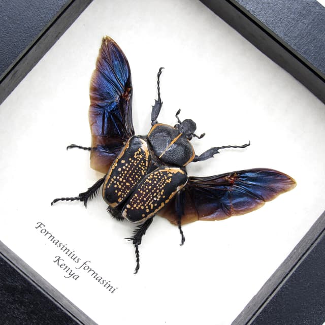 Large black and gold Scarab beetle framed taxidermy - Fornasinius fornasini - female