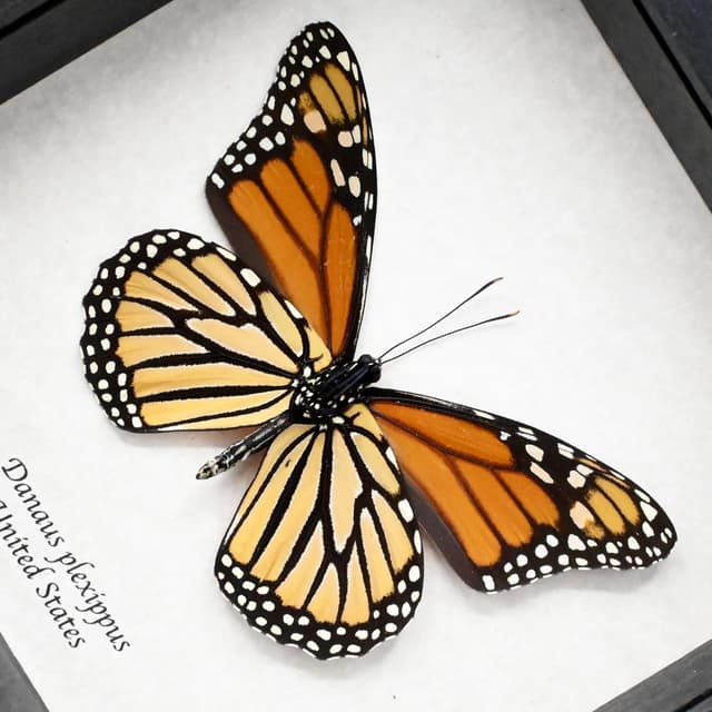 Real XL Monarch framed butterfly taxidermy - Danaus plexippus