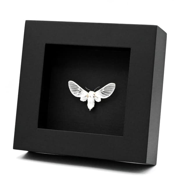 Rare white Erebid moth framed taxidermy - Balacra pulchra