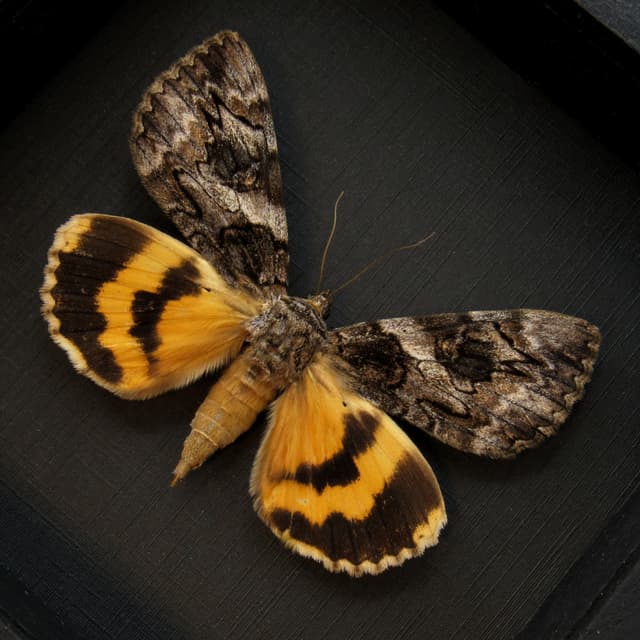 Real yellow Underwing moth framed taxidermy - Catocala desdemona