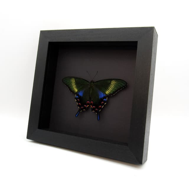 Rare black Peacock Swallowtail butterfly framed taxidermy - Papilio dehaani tokaraensis - female - spring form - Victorian mount