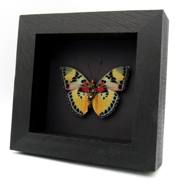 Rare Forester butterfly framed specimen - Euphaedra justicia
