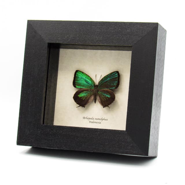 Rare iridescent green Lycaenid butterfly framed taxidermy - Arhopala eumolphus
