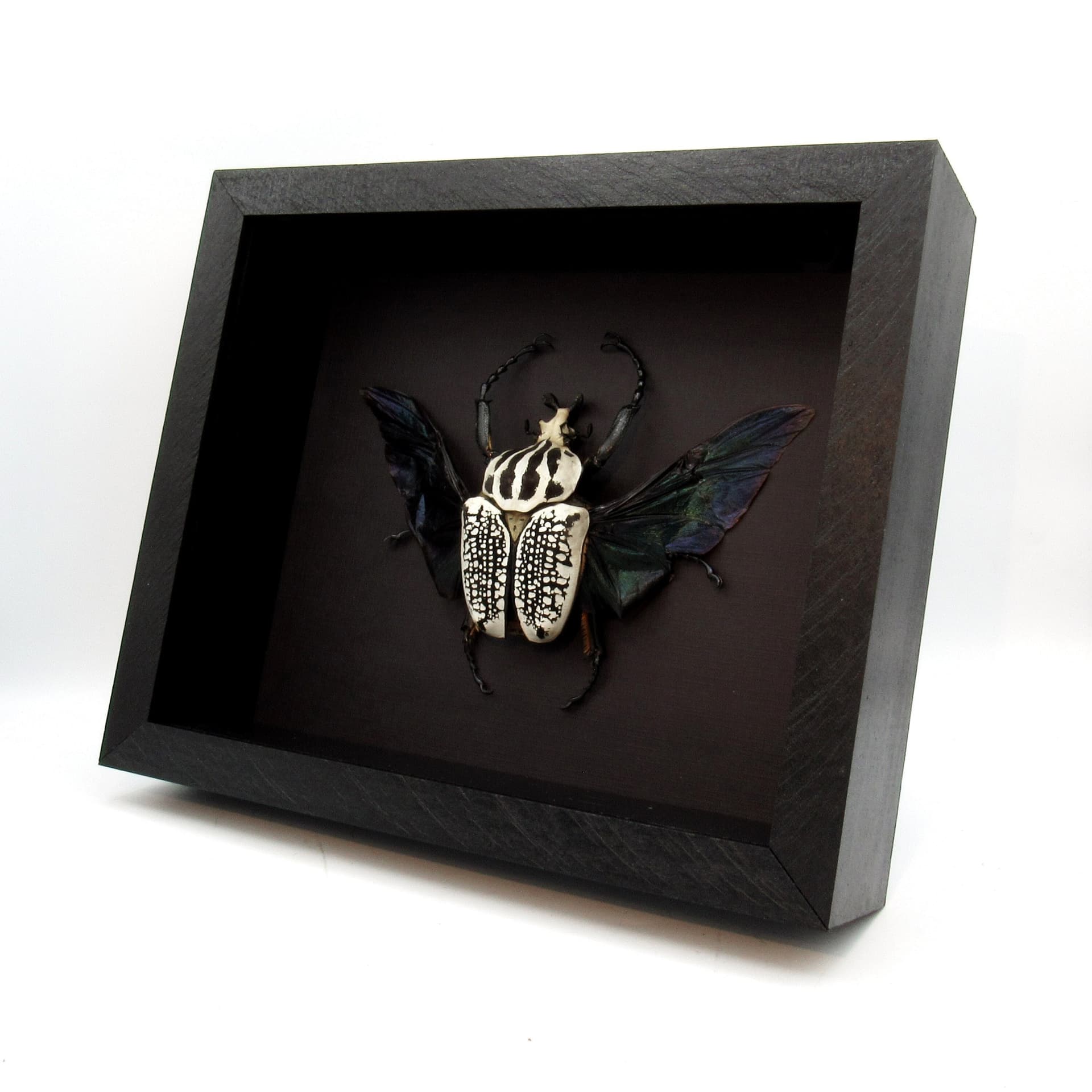 Real XXL Flower Beetle framed taxidermy - Goliathus orientalis