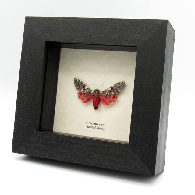 Real framed taxidermy Tiger Moth - Arachnis picta - large female