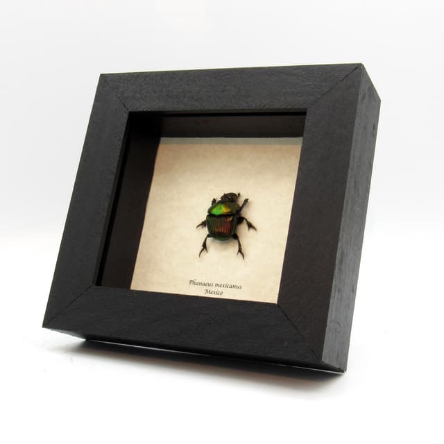 Real metallic dung beetle framed taxidermy - Phanaeus mexicanus - female