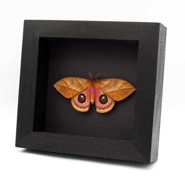 Rare Saturn moth framed taxidermy - Automeris species - Victorian mount