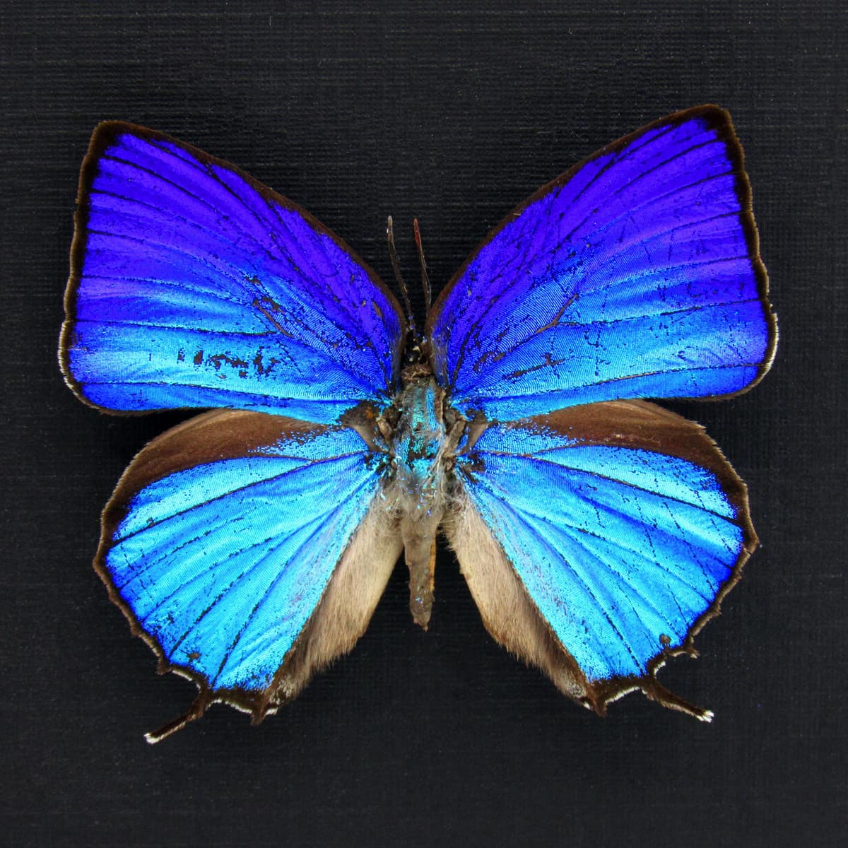 Real iridescent blue Hairstreak butterfly framed taxidermy - Arhopala araxes