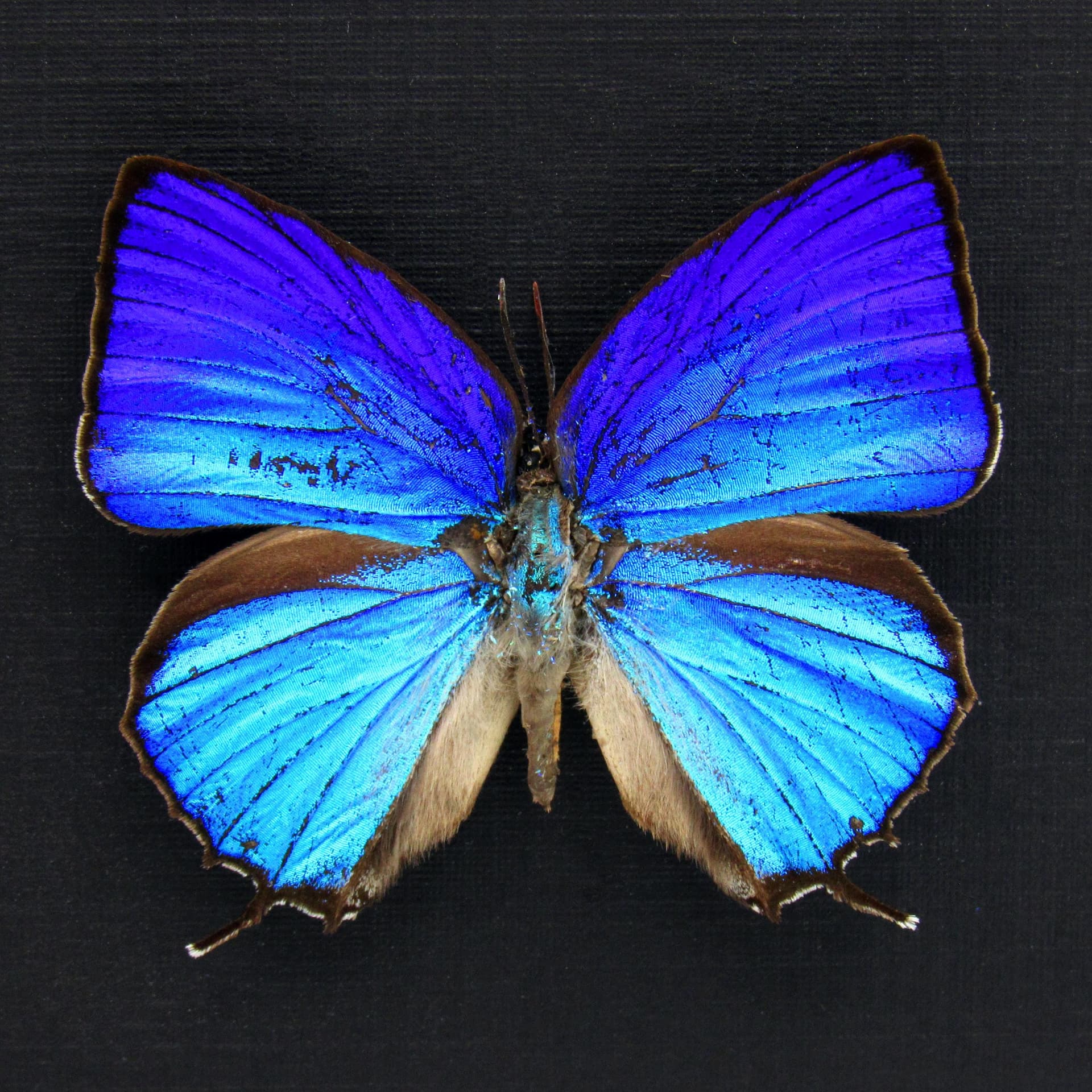 Real iridescent blue Hairstreak butterfly framed taxidermy - Arhopala araxes