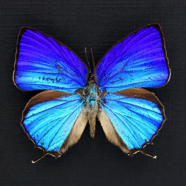 Real iridescent blue Hairstreak butterfly framed taxidermy - Arhopala araxes