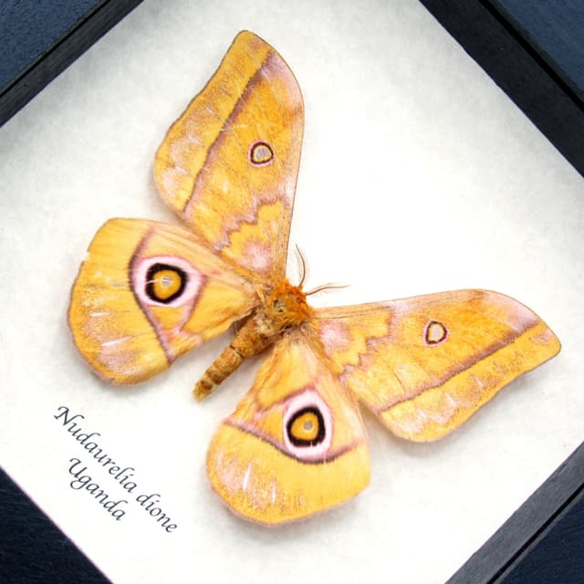 Real Yellow Emperor moth framed taxidermy - Gonibrasia dione