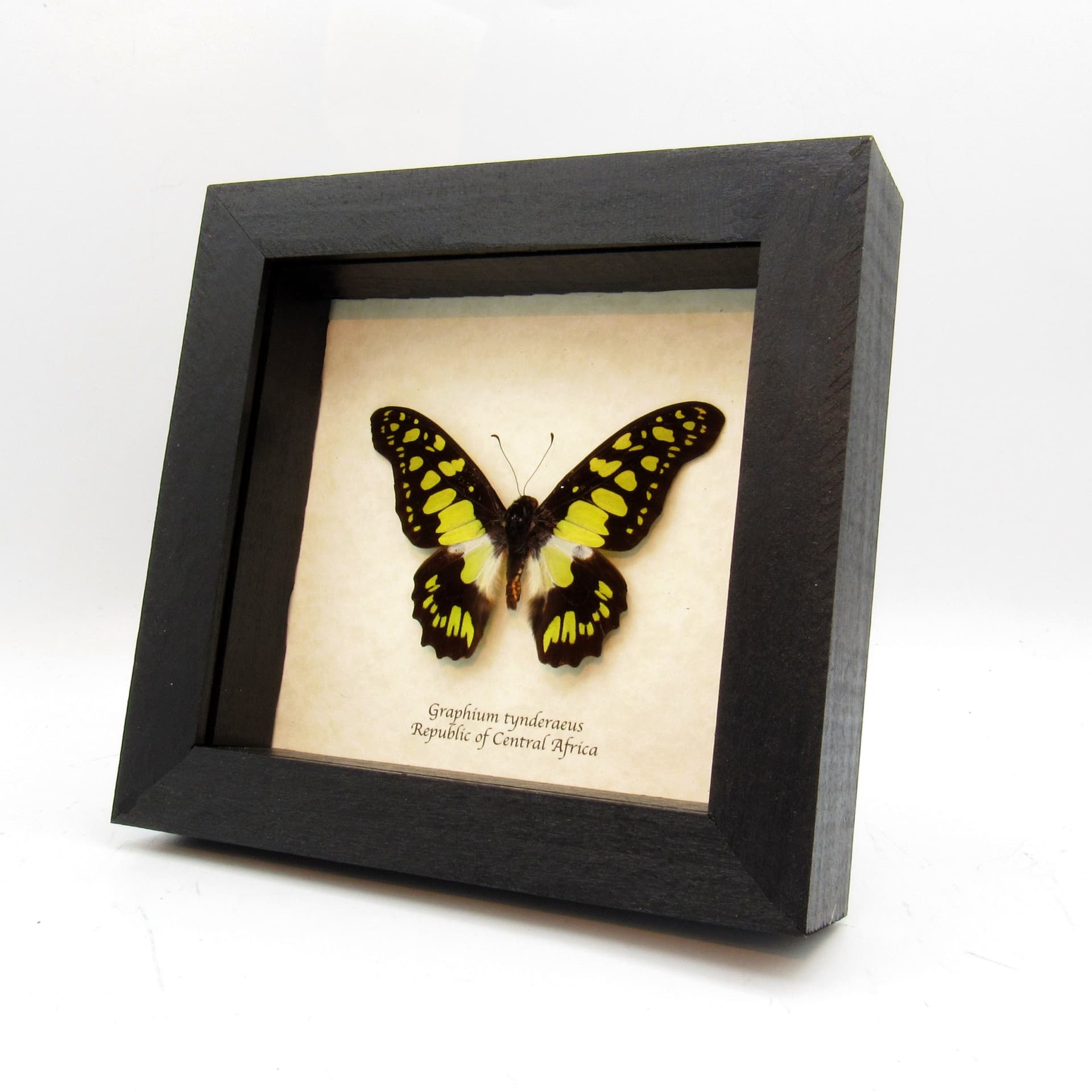 Real Electric Green Swordtail butterfly framed taxidermy - Graphium tynderaeus